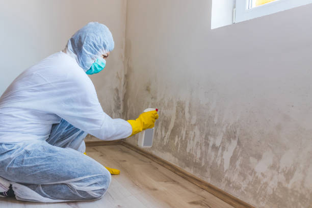 Licensed Basement Mold Remediation service in Marysville, WA - WQB Mold Removal