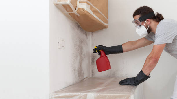 Professional Basement Mold Remediation technician working in Marysville, WA