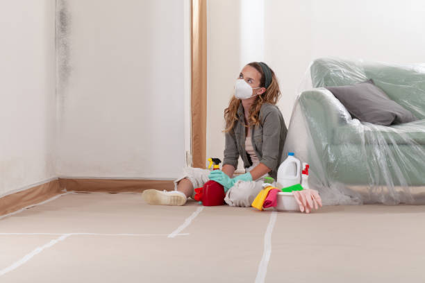 Reliable Basement Mold Remediation contractor in Marysville, WA by WQB Mold Removal